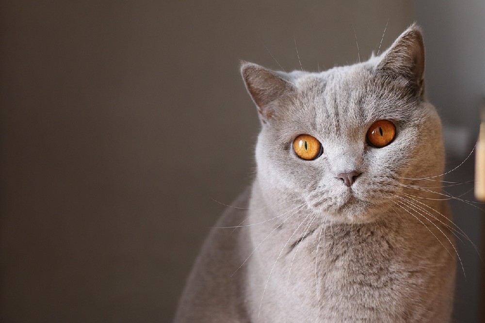 长沙开福区宠物猫走丢
