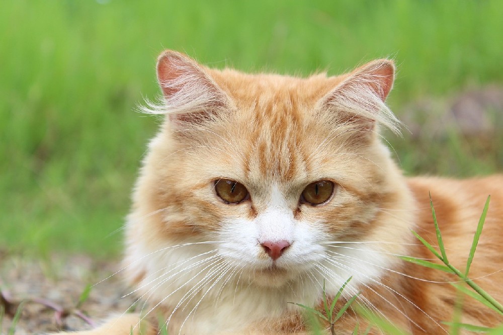 长沙岳麓区宠物猫走丢