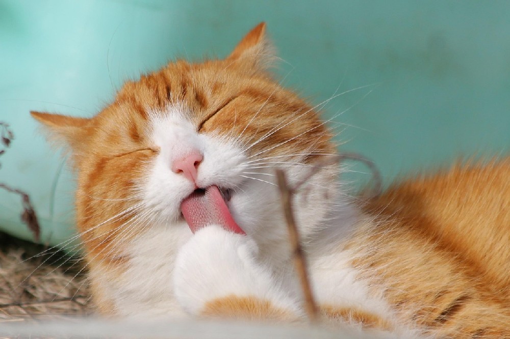 长沙天心区宠物猫走丢