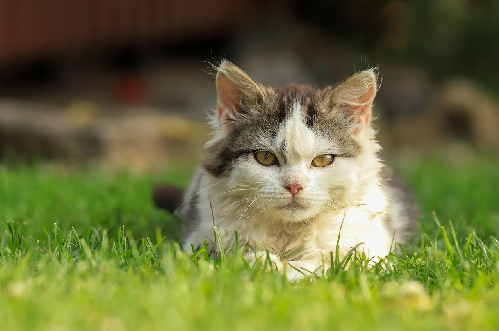 长沙芙蓉区宠物猫走丢