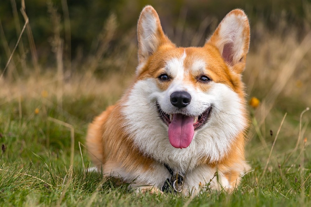 柯基犬走丢