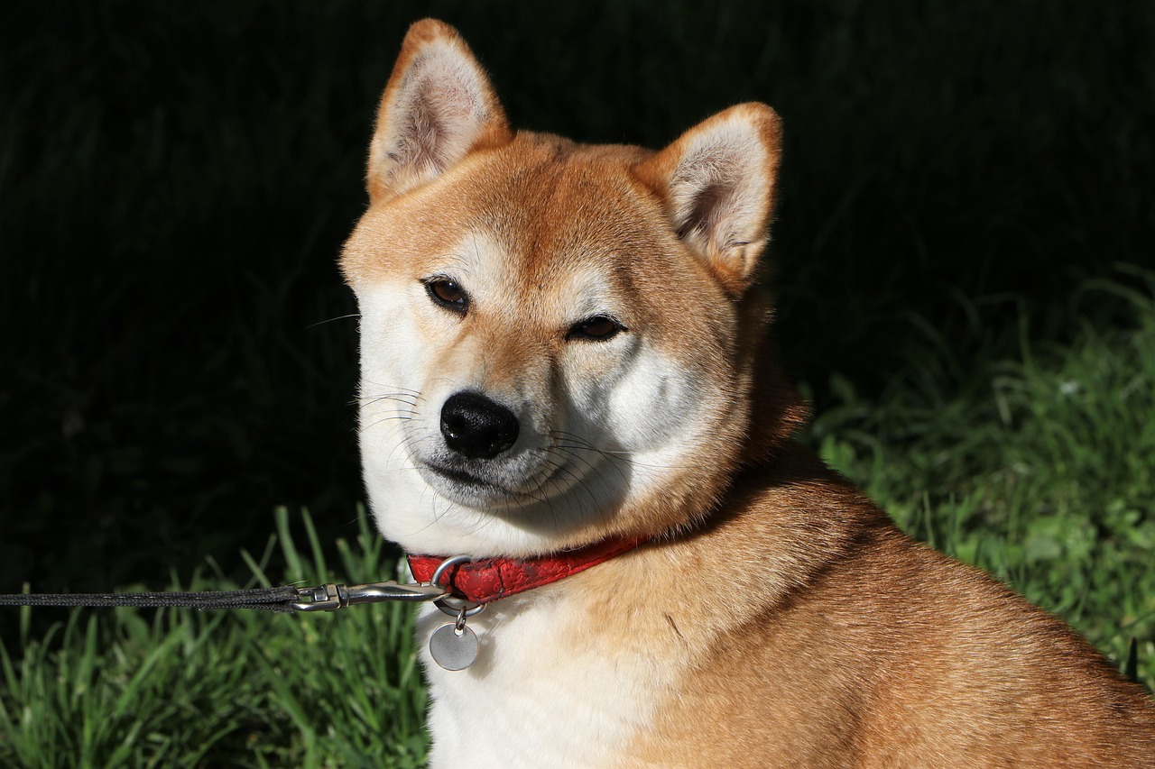 4柴犬.jpg