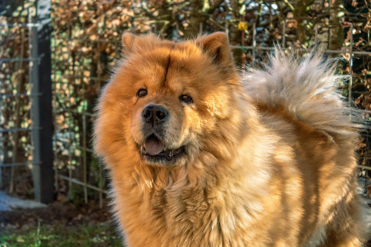 6松狮犬.jpg