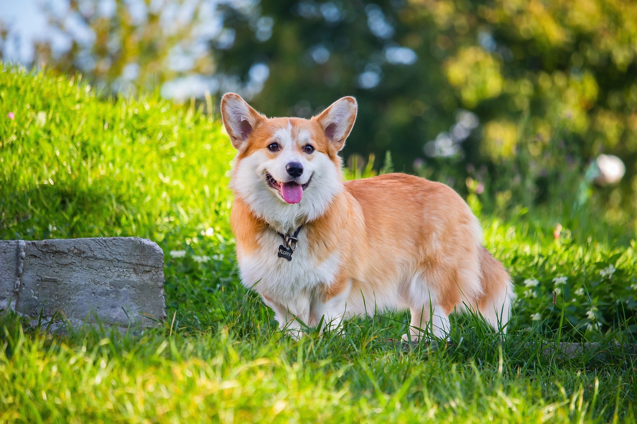 7柯基犬.jpg